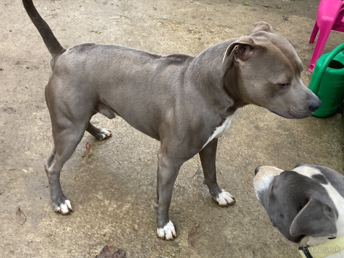 Americky stafordširsky terier - 6