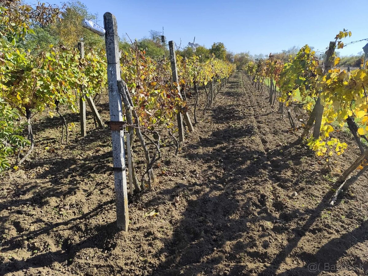 Vinica do užívania - 6