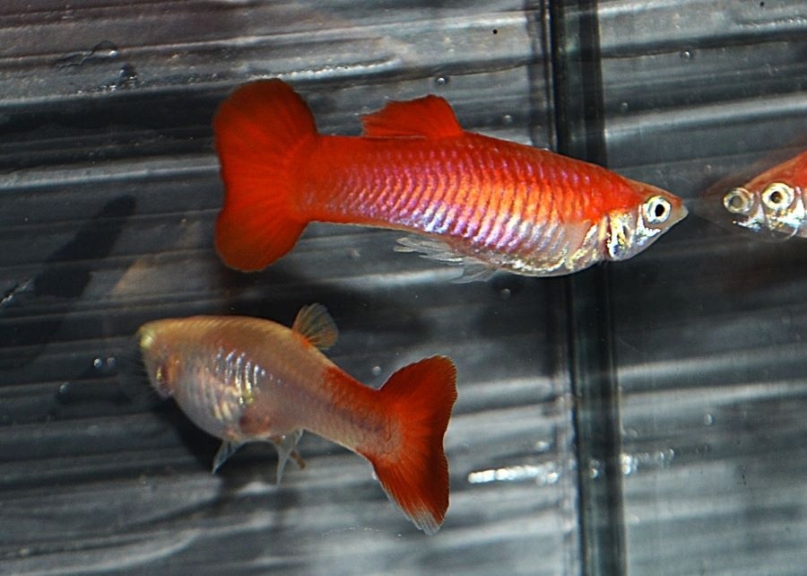 Spoločenské rybky - 6