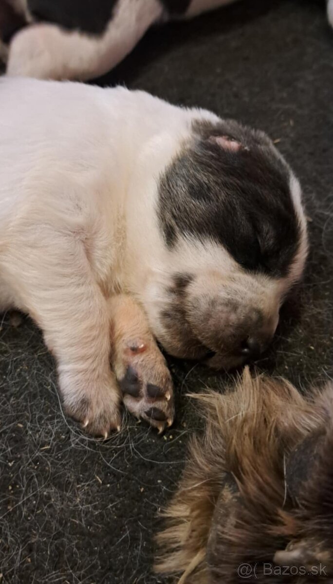 Stredoázijský ovčiak - šteniatka s PP - 6
