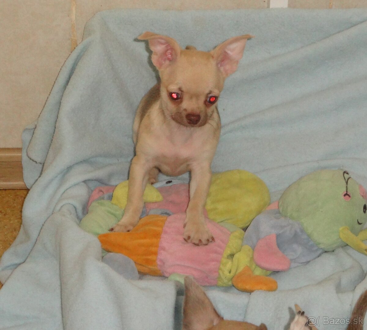 čivava krátkosrstá - 6