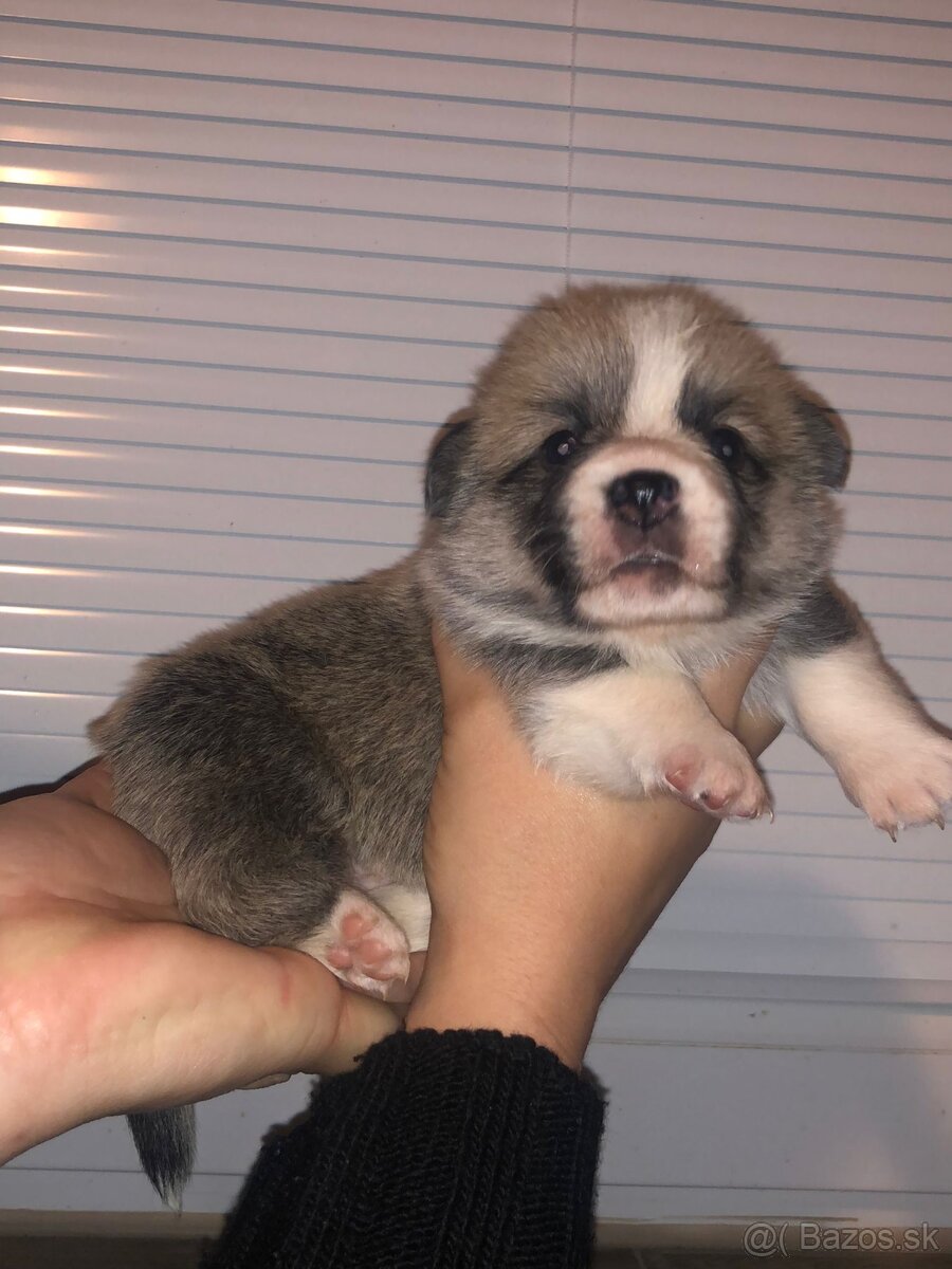 Welsh Corgi pembroke - 6