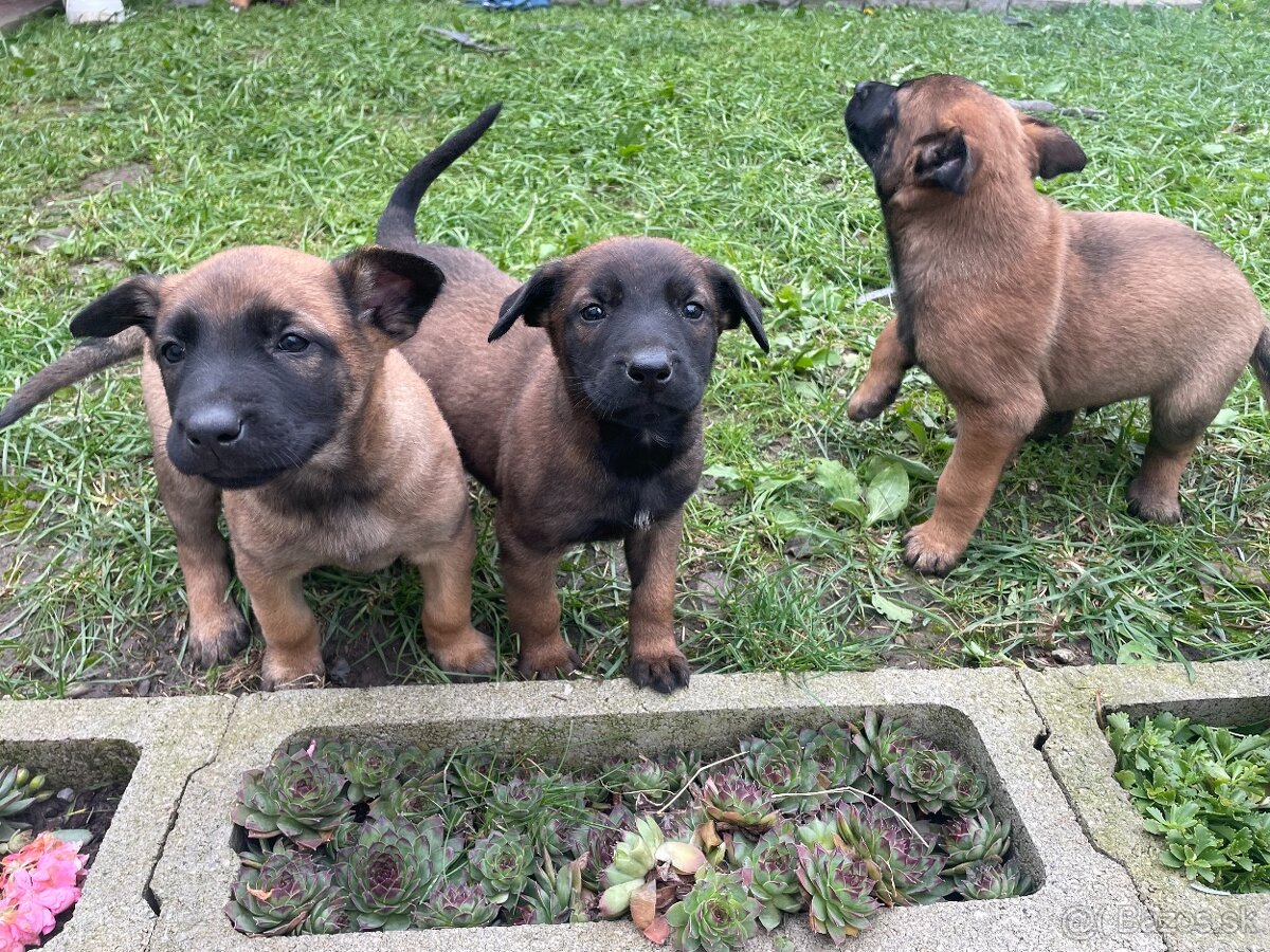 Belgický ovčiak - 6