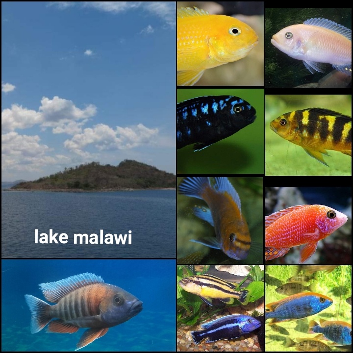 Rybky malawi - 6