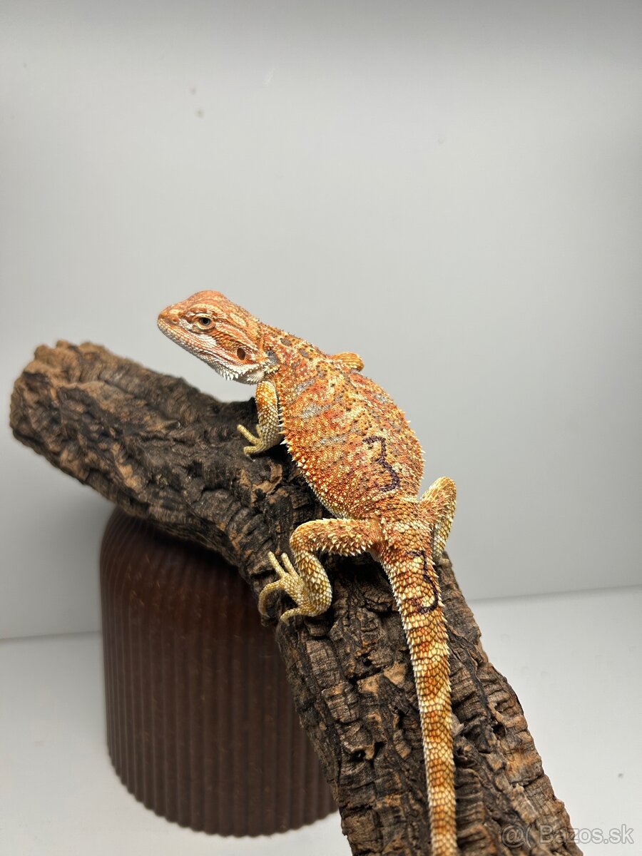 Agama bradatá - samice - 6