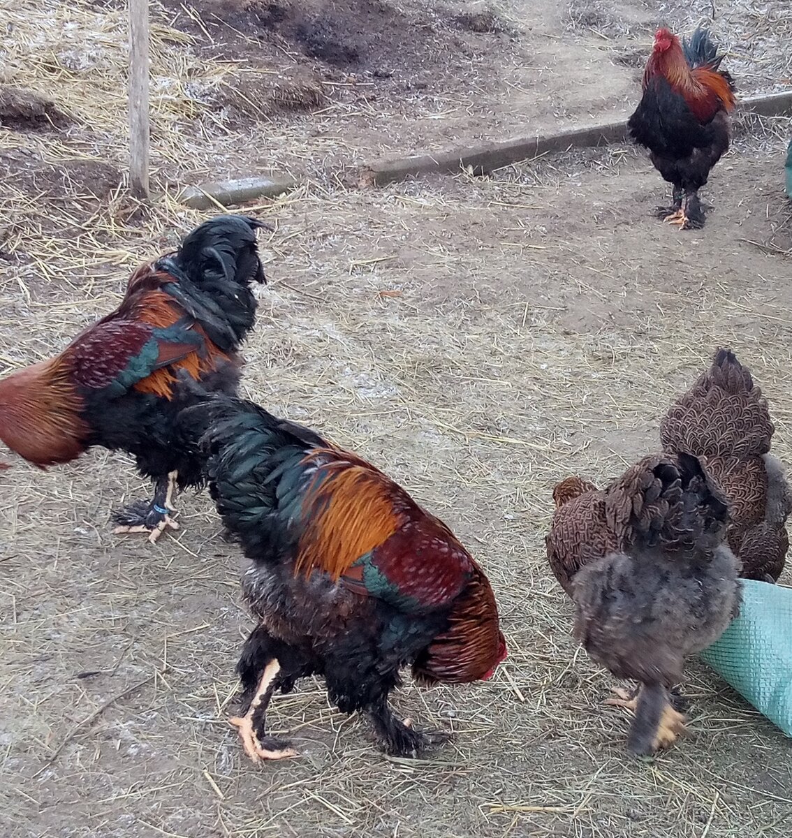 Brahmanka jarabičie NV - 6