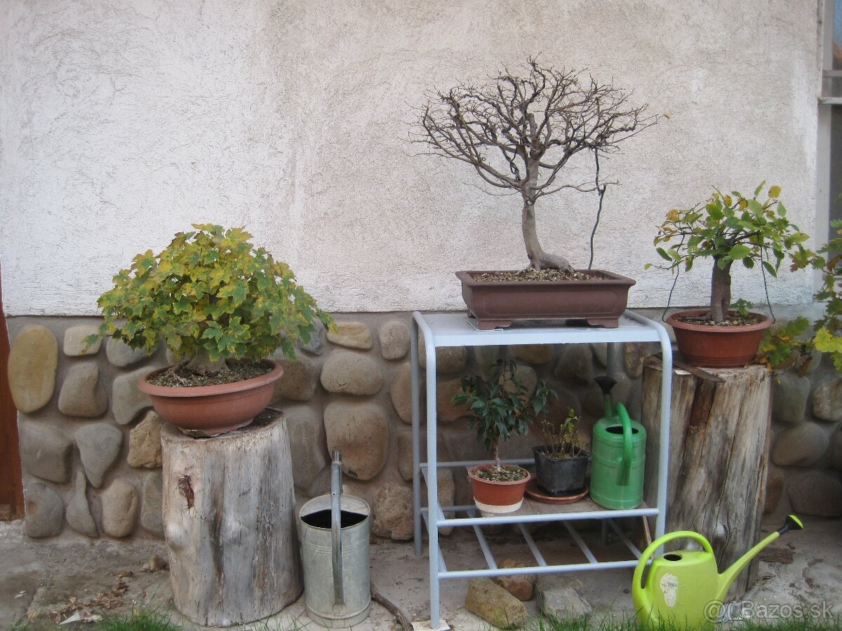 BONSAI,BONSAJ-DUB11 - 6