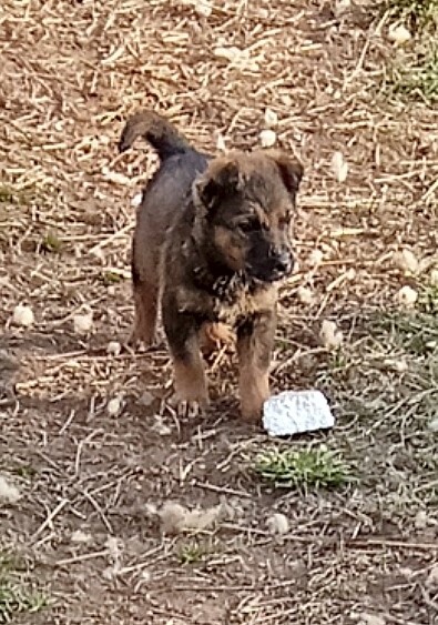 Darujem šteniatka - 6