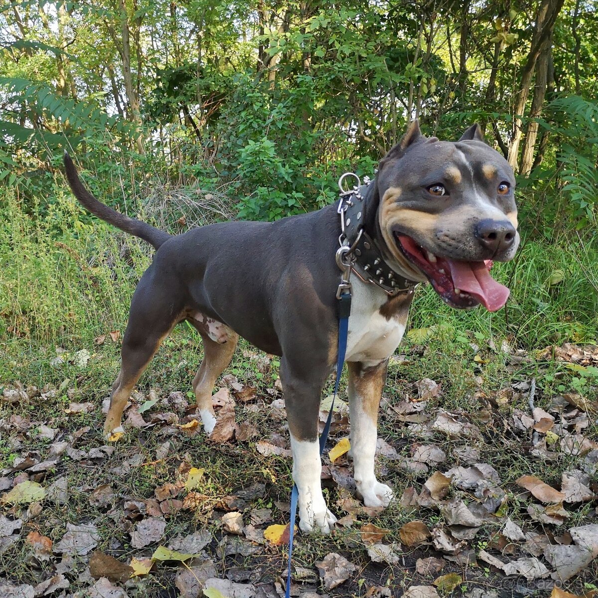 Americký stafordšírsky terier - krytie - 6