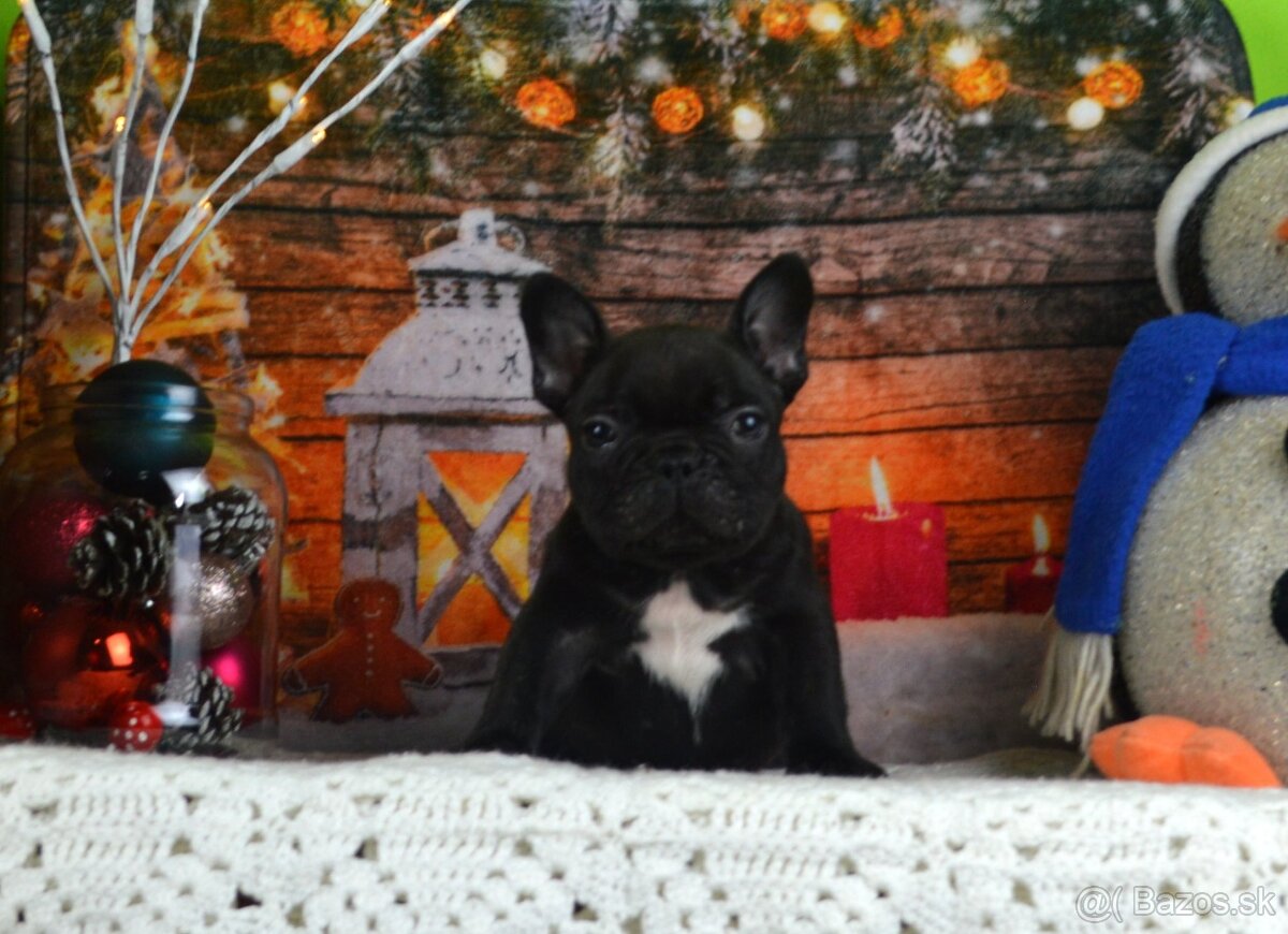 Francúzsky buldoček s PP/French bulldog - 6