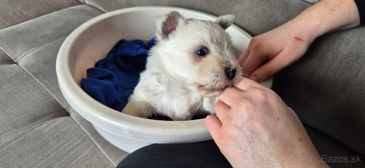 Predam Westika fenku - 6