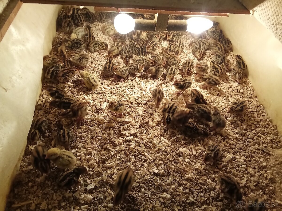 Japonske prepelice - 6