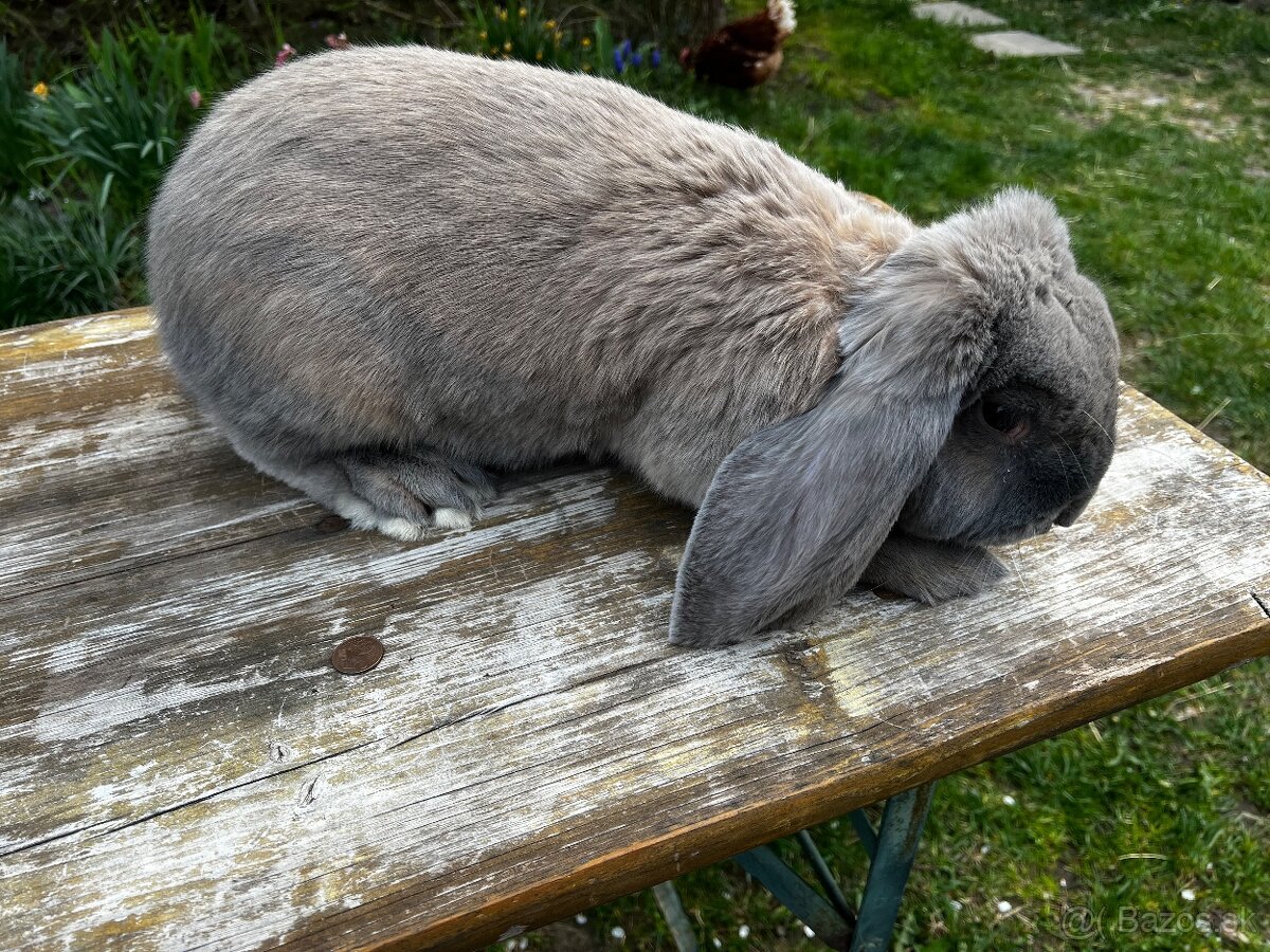 Francuzsky baran - 6