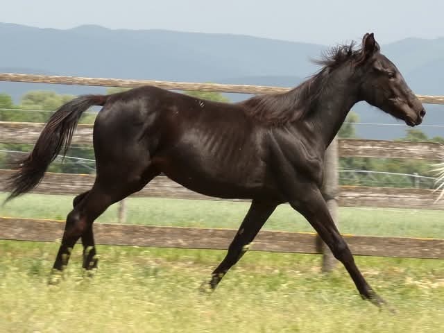 Appaloosa kobylka - 6