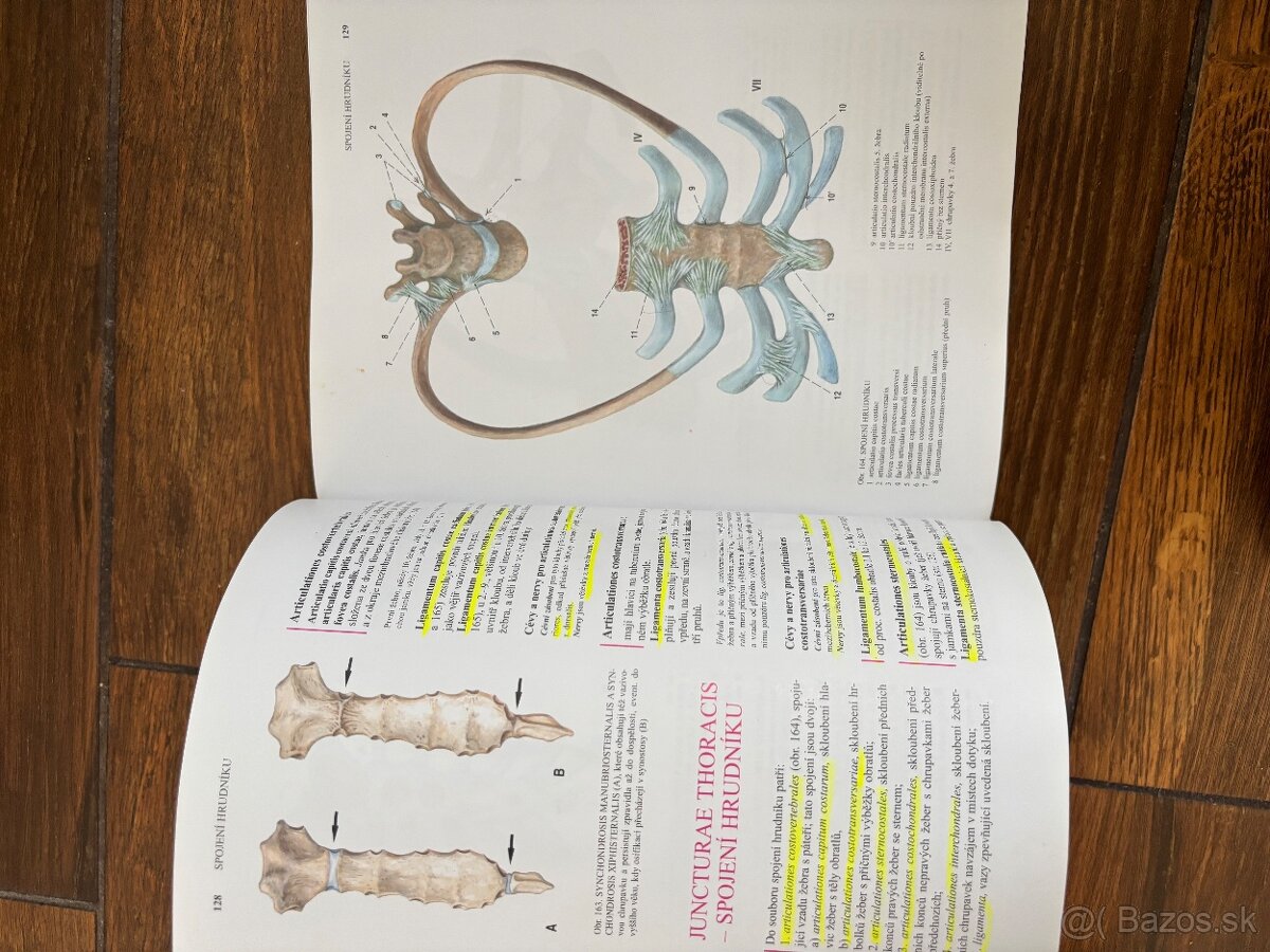 Anatomia Čihak 1,2,3 - 6