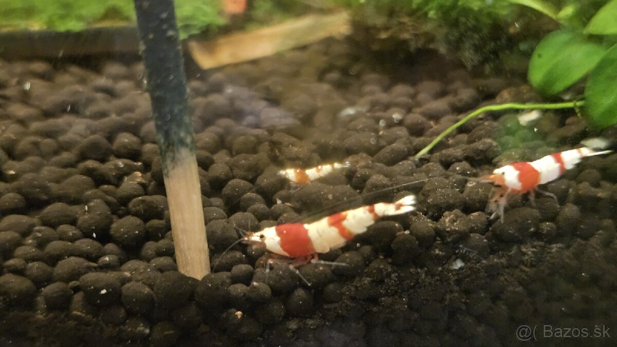 Krevetky Caridina PRL (pure red line) - 6