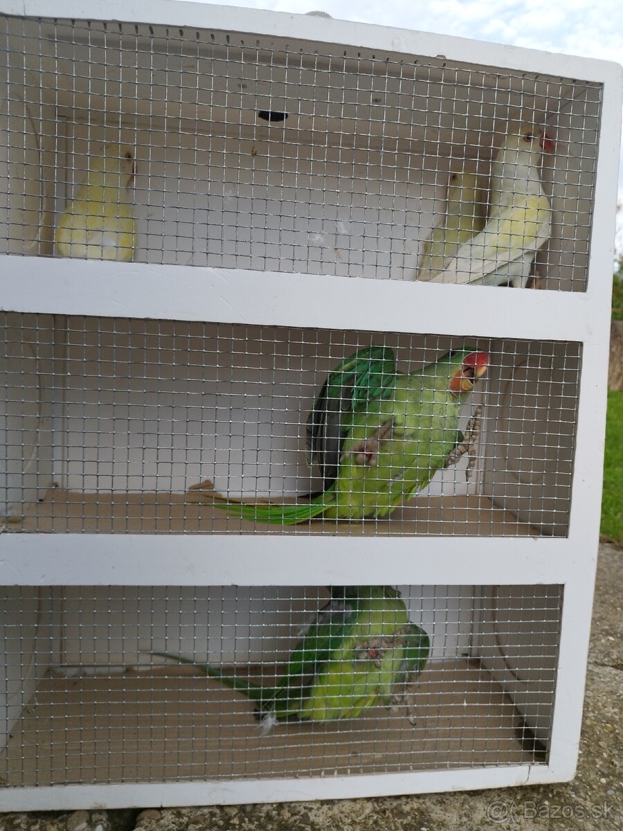 Alexander Veľký a malý - 6