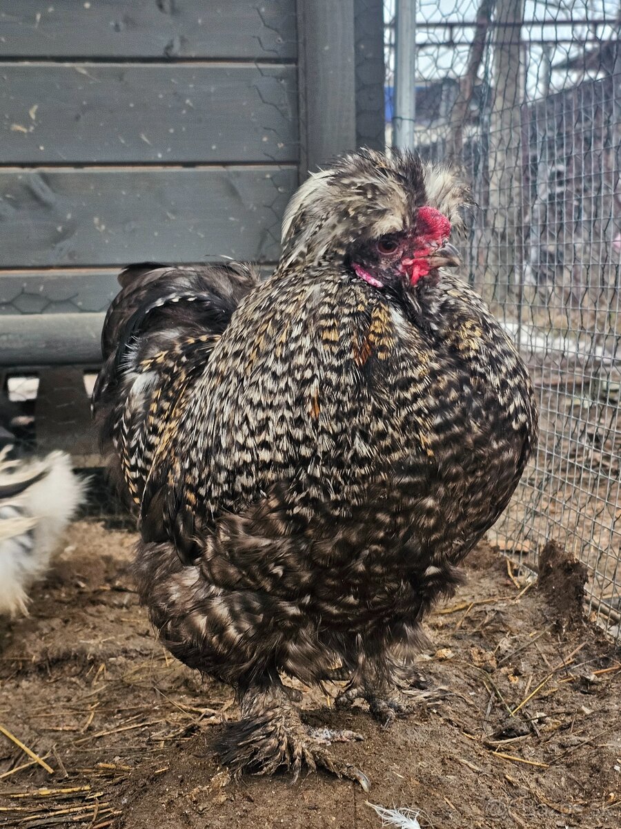 Hodvábničky kohútikovia - 6