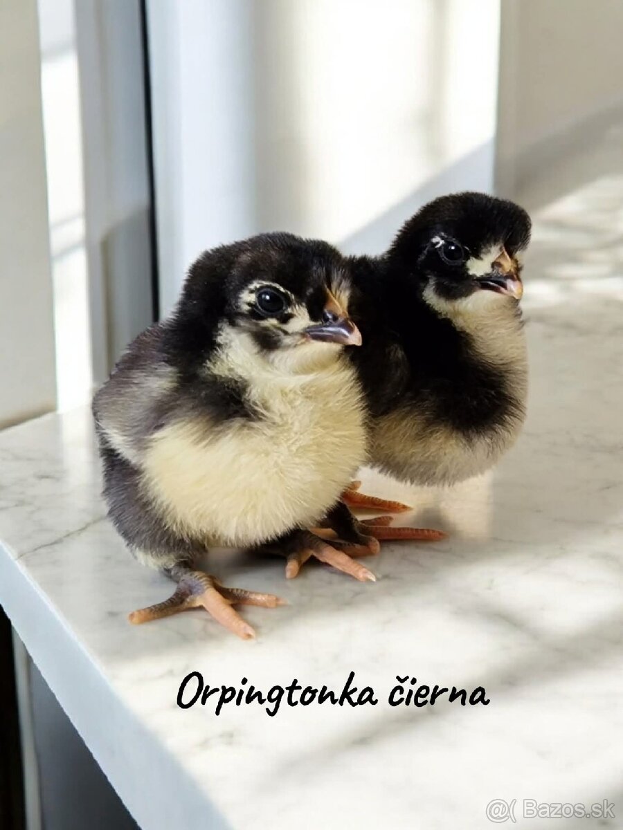 Kuriatka ORPINGTONKA ČIERNA - 6