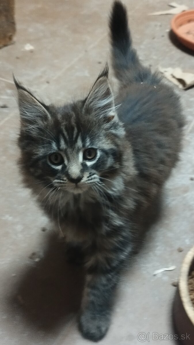 Mainska mývalia mačka - 6