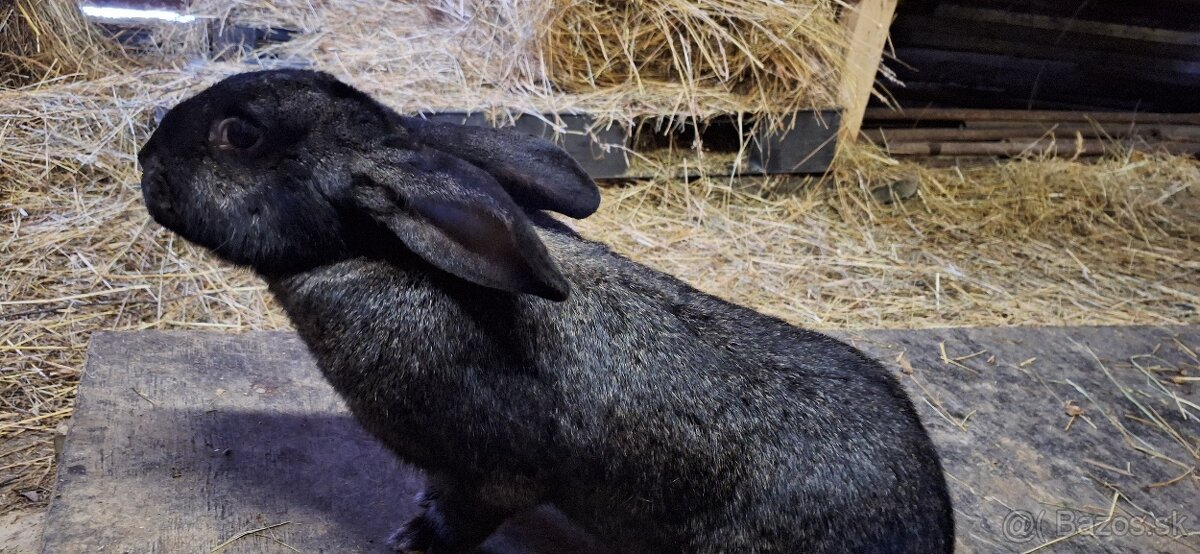 Predám samičky - 6