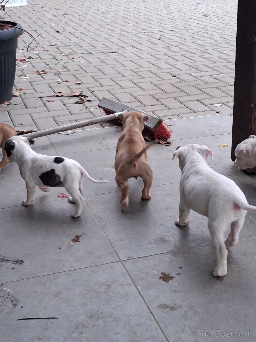 Americky stafordsirsky terier - 6