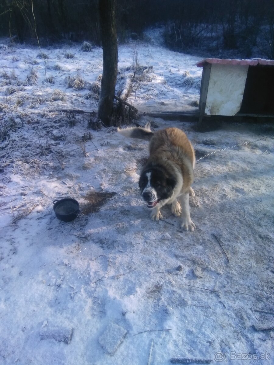 Kaukazský ovčiak - 6