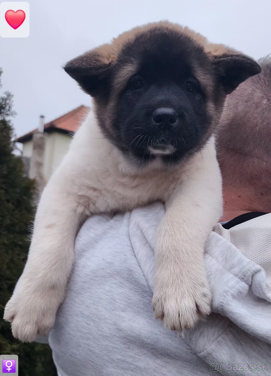 Americká akita (American akita) s PP - 6