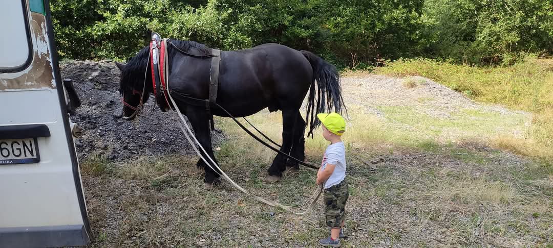 Ťažný žrebec - 6