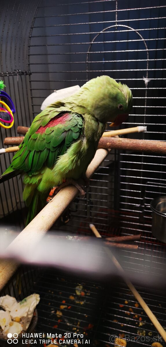 Alexander Veľký - 6