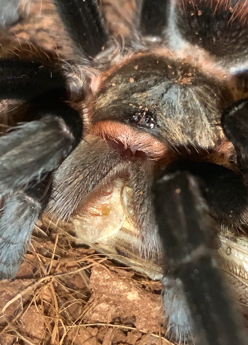 Tarantula,vtackár - 6