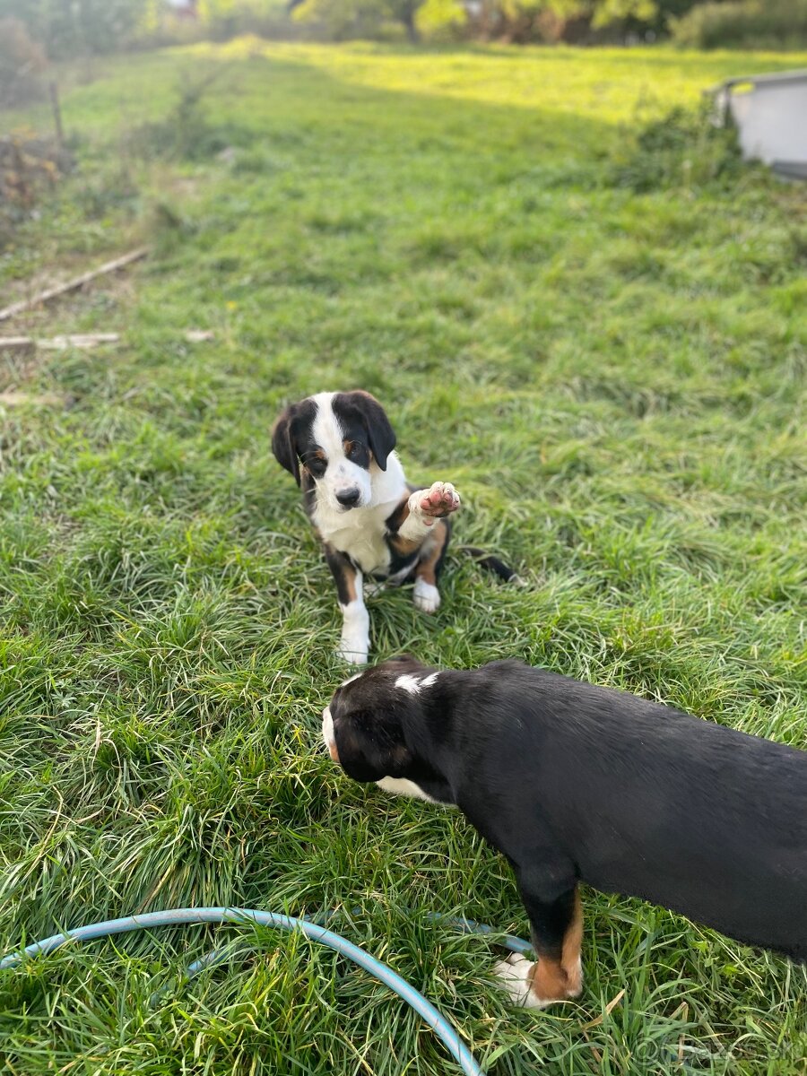 Veľký Švajčiarsky salašnícky pes - 6