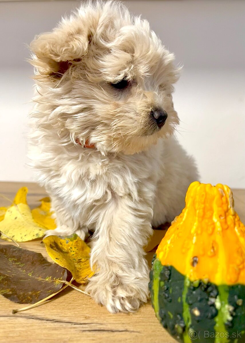 Maltipoo - 6