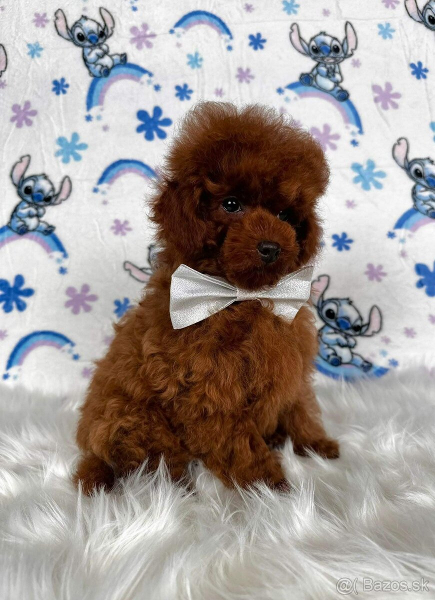 Pudel toy/Pudlík toy - red brown psíček - 6