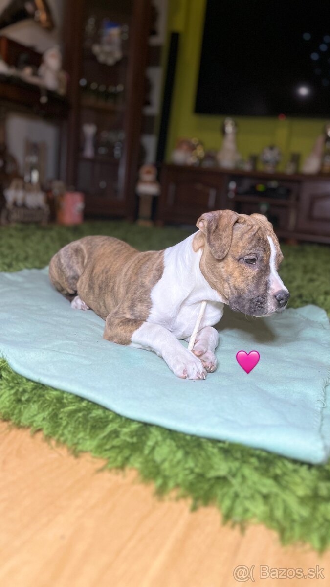 Americký Stafordšírsky Terier s PP - 6