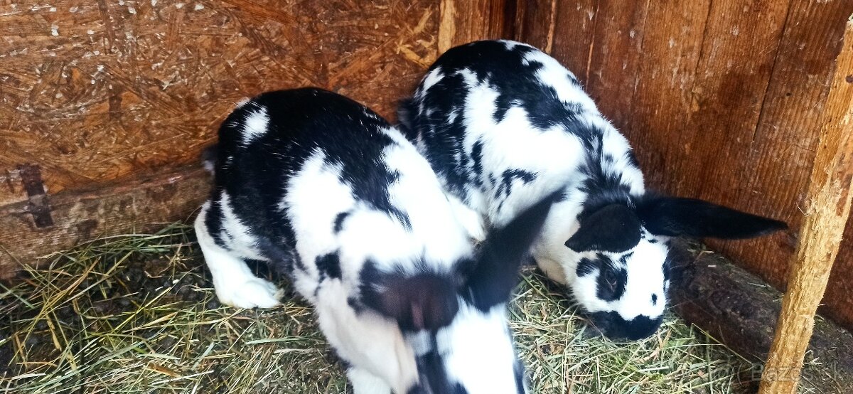 Predám králiky - 6