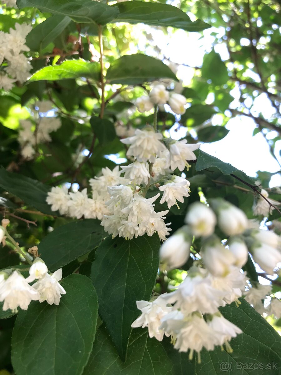 Predám JAZMÍN a PAJAZMÍN - 6