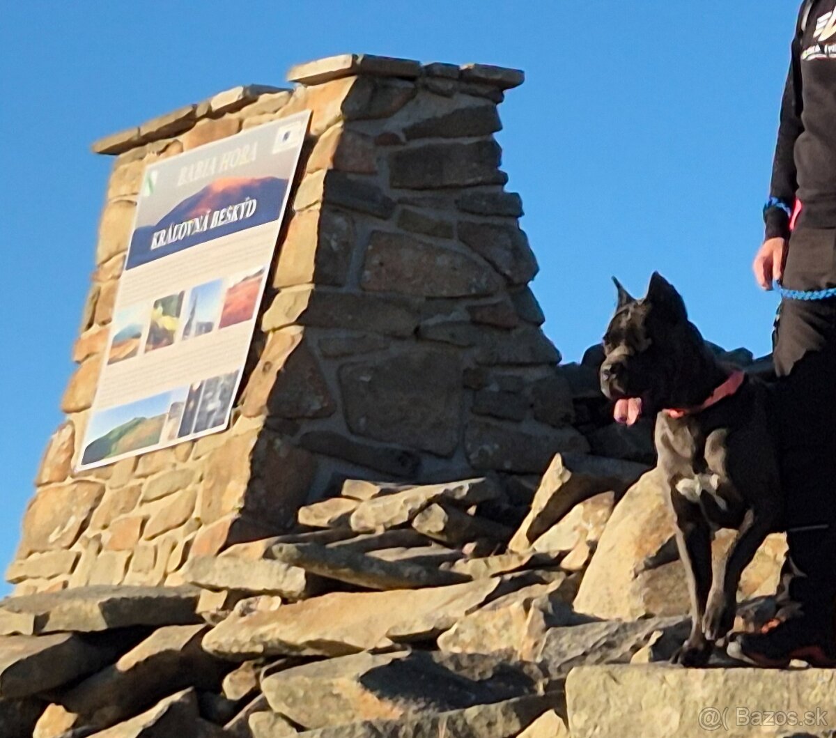 Cane corso fenka - 6