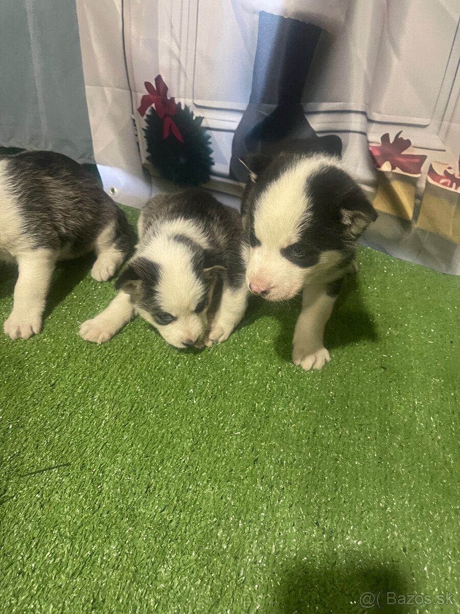 Šteniatka Husky - 6