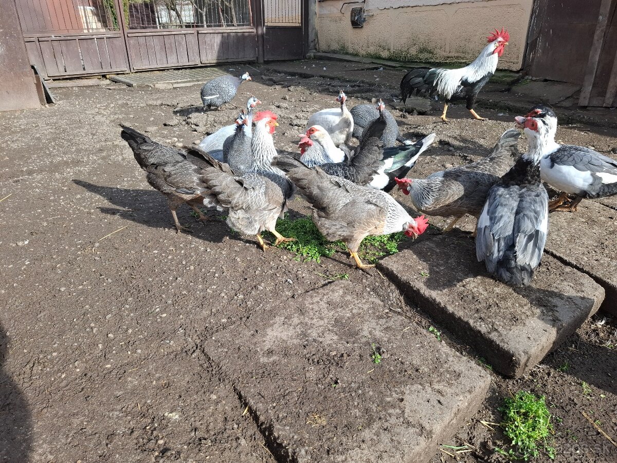 Násadove vajička-Vlaška Strieborná - 6