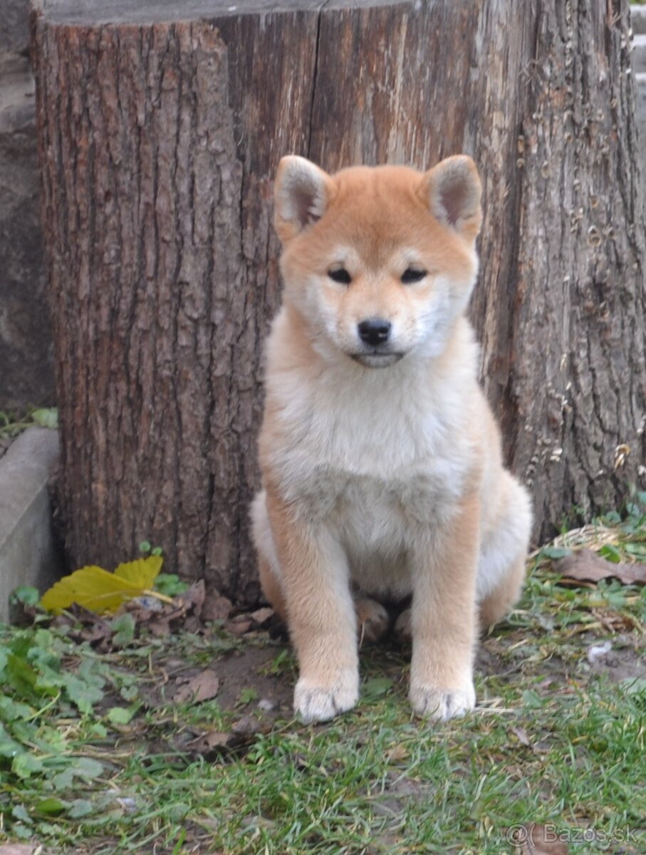 Shiba inu s PP /FCI / - 6