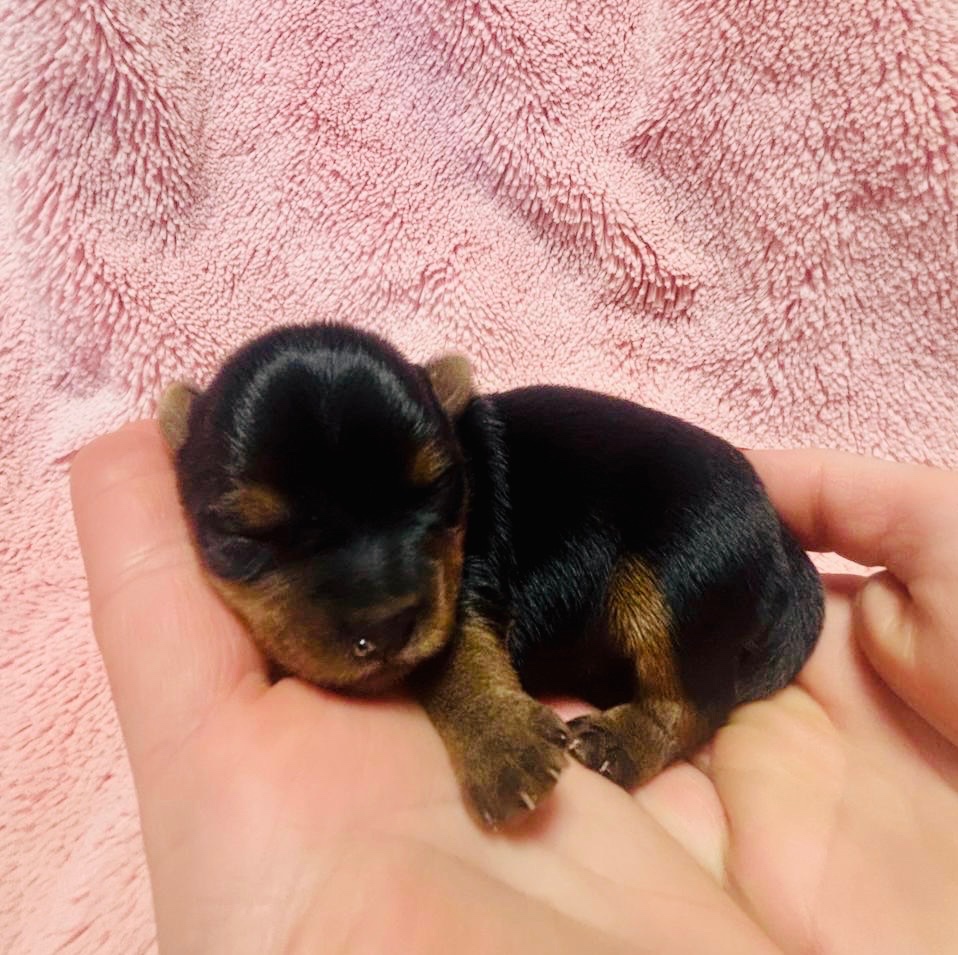 Yorkshire terrier s PP - 6