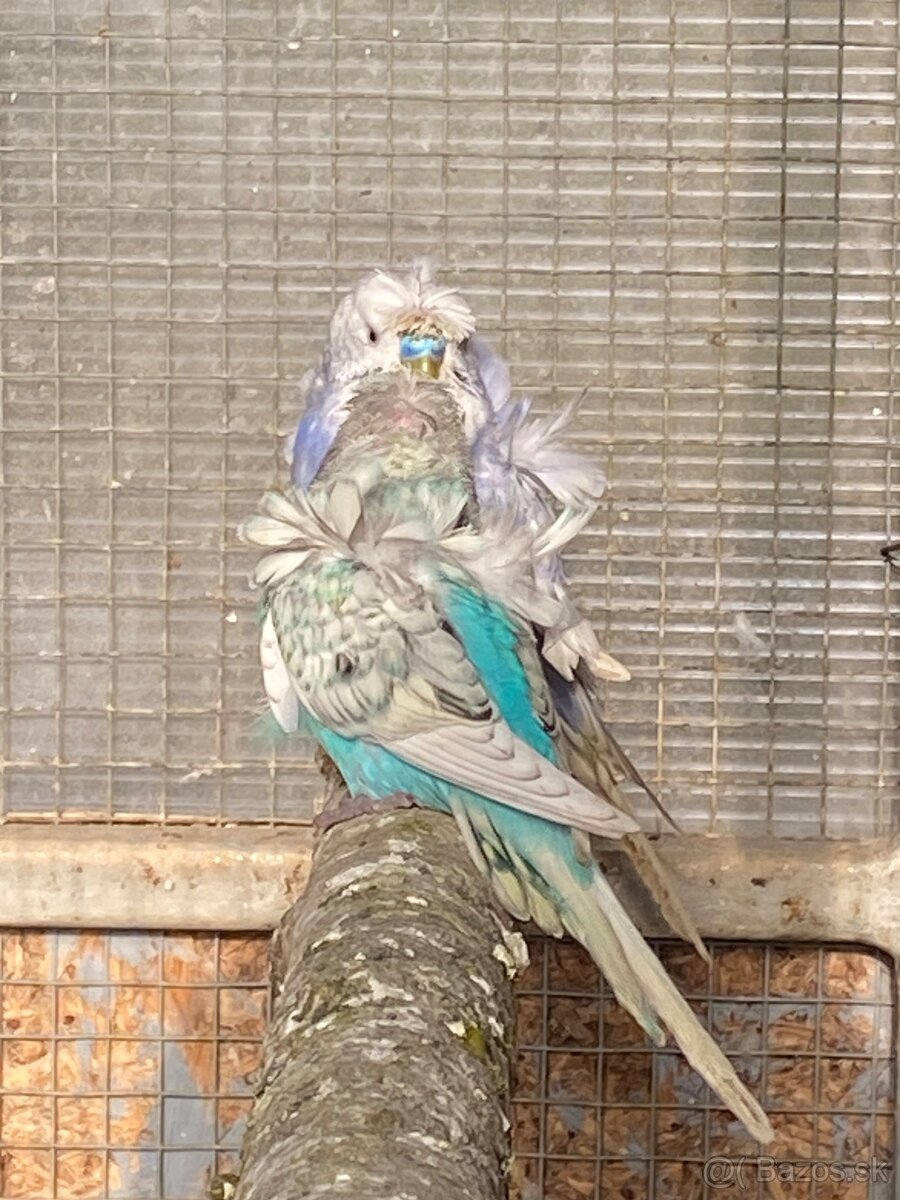 Hagoromo andulky - 6