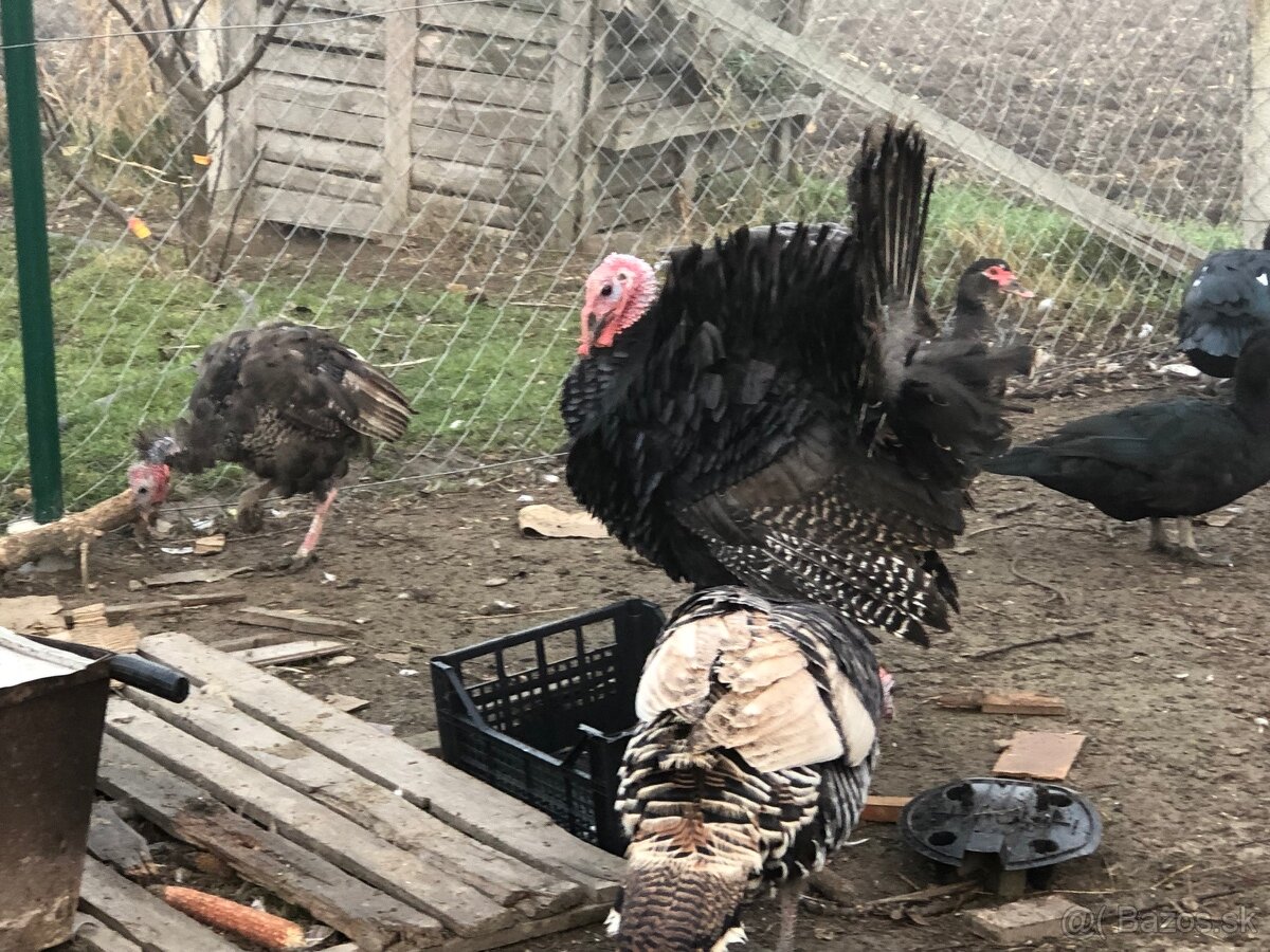 Moriak bronzový - predám - 6