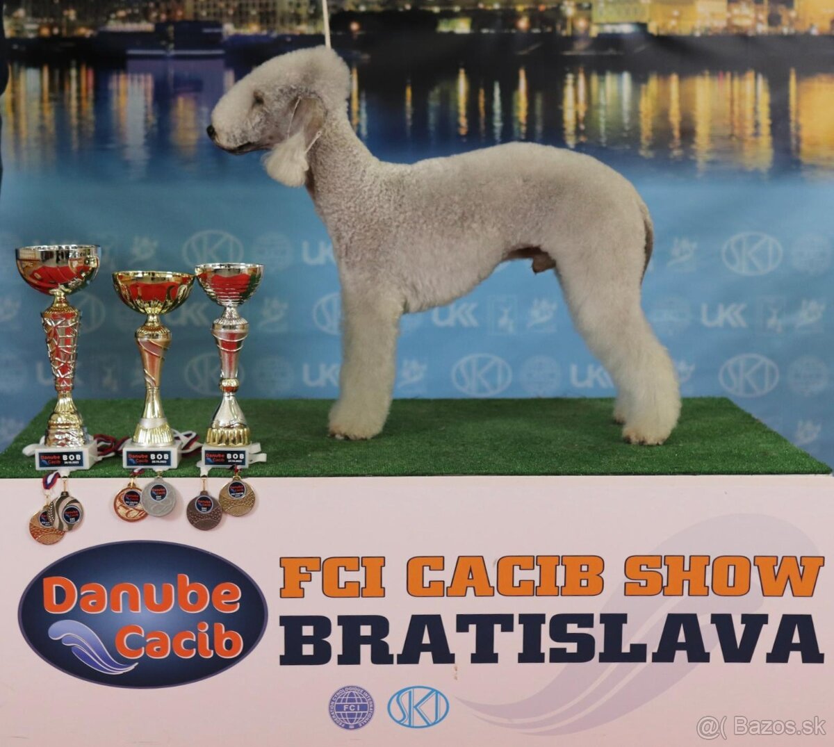 Bedlington teriér - 6