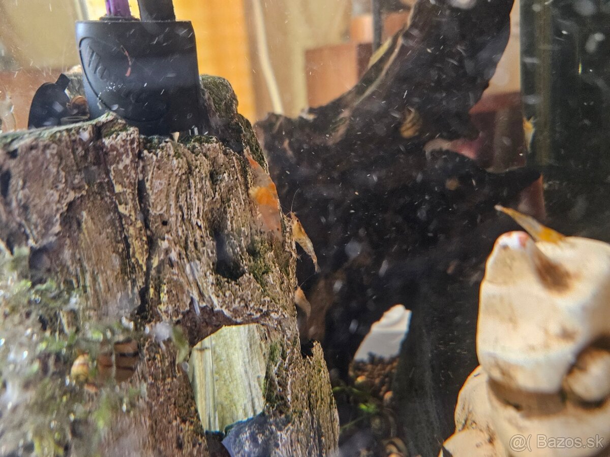 Akcia Mladé ancitrusy-prísavníky a krevetky mix - 6