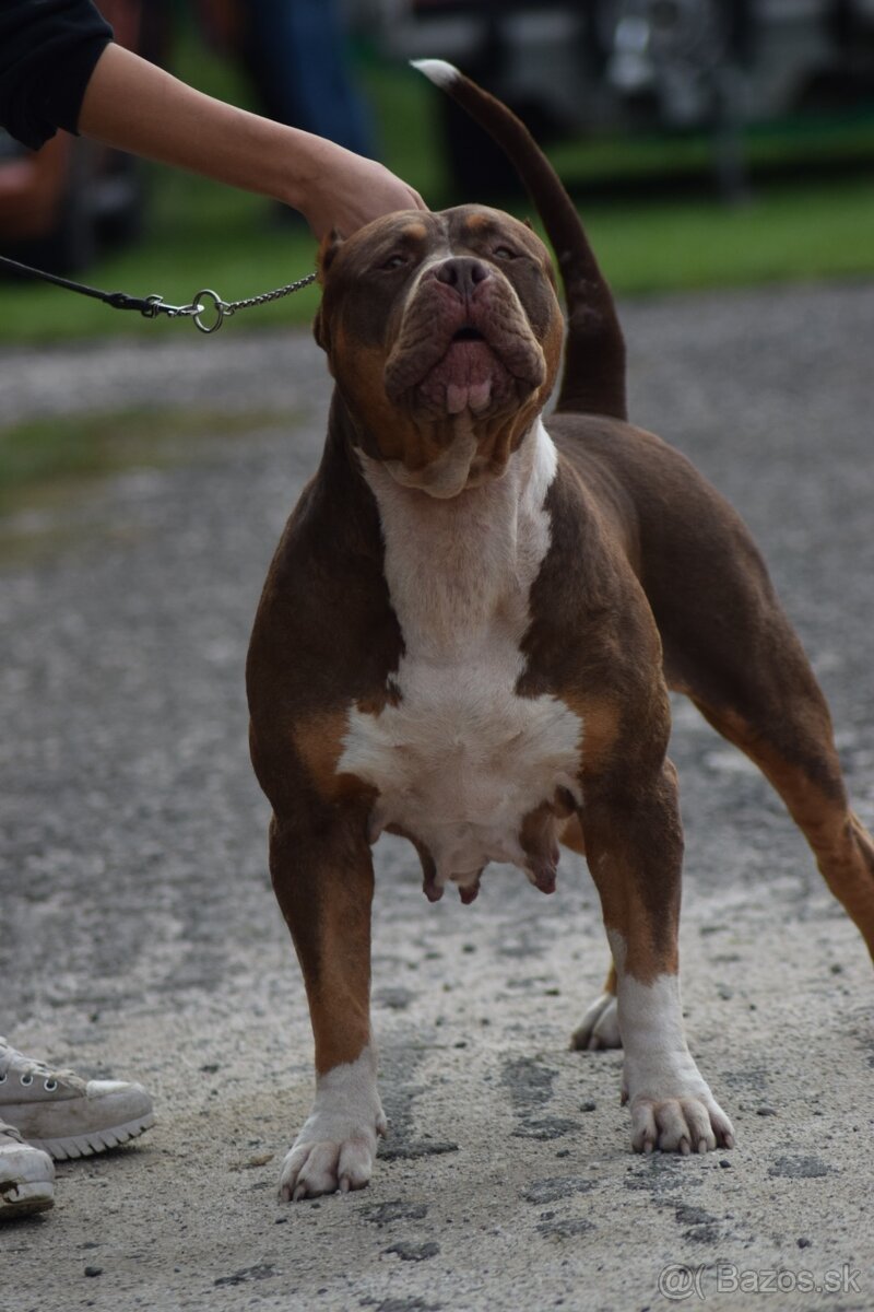 American Bully XL - 6