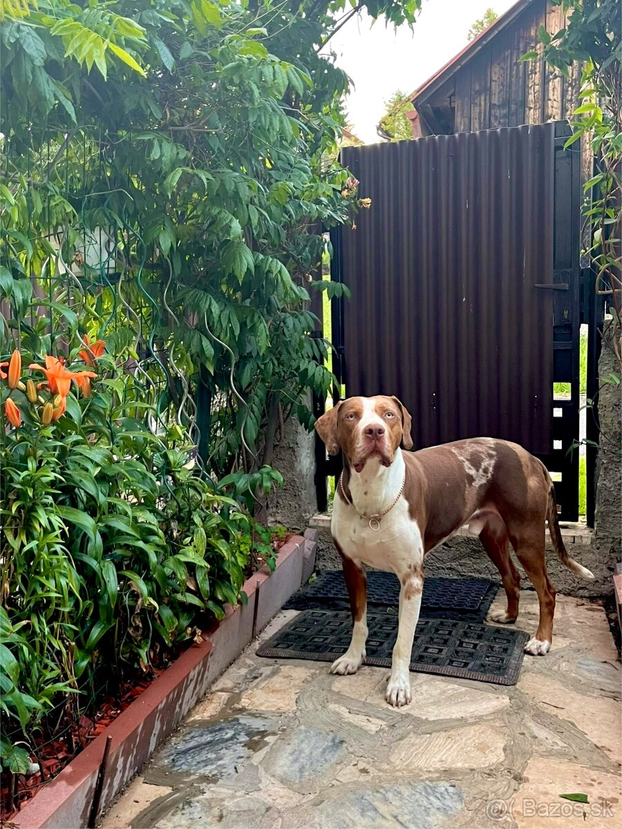 Louisianský leopardí pes - šteniatka s PP - 6