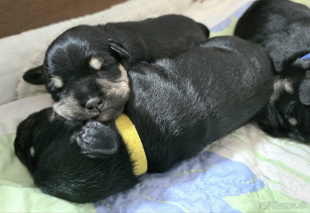 Malý čiernostrieborný bradáč - 6