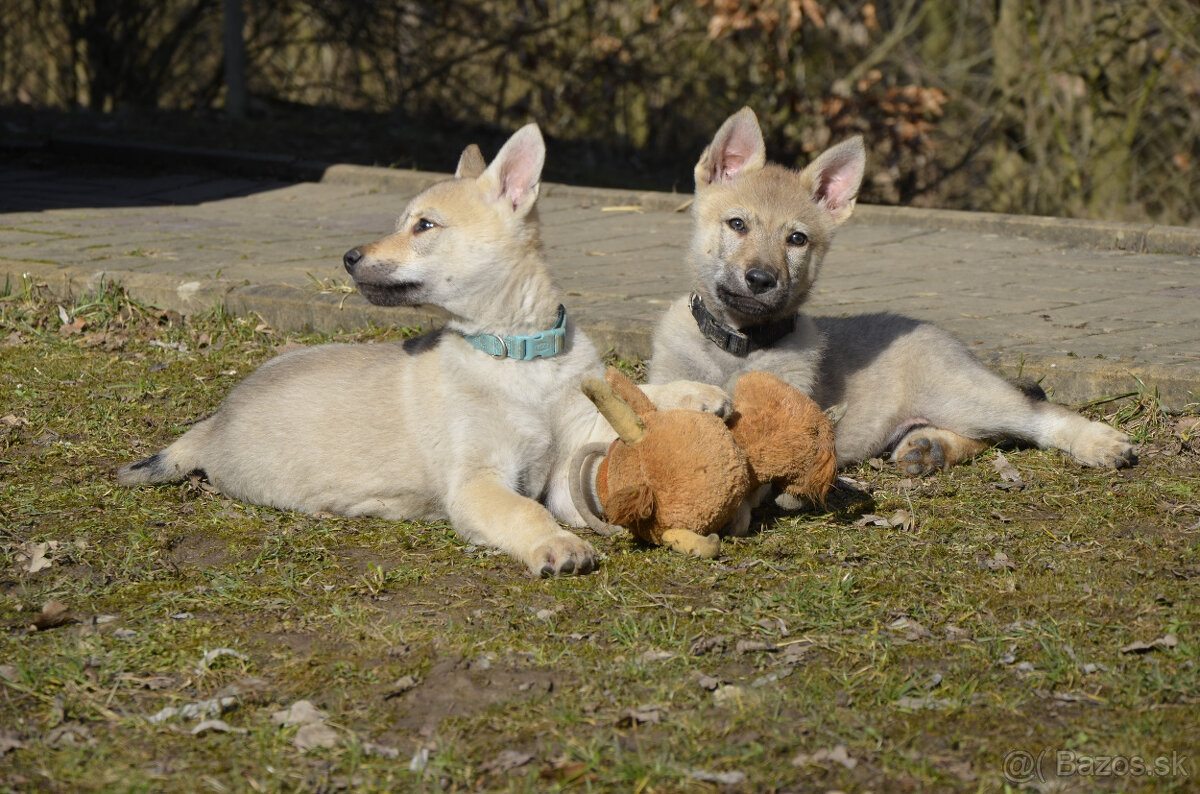 Československý vlčiak/vlčák štěňata s PP - 6